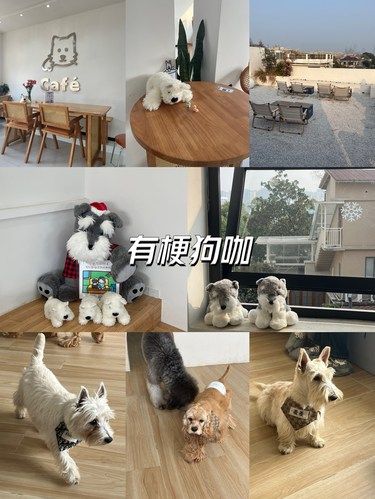 ｜有趣狗咖沉浸式摸狗好上头