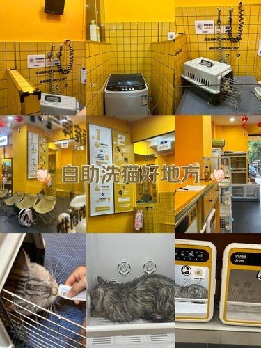 自助洗猫建议