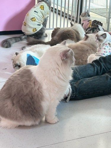 五一广场这家萌爪猫咖 好多的小煤气罐呀