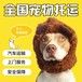 杭州靠谱的宠物托运上门接宠