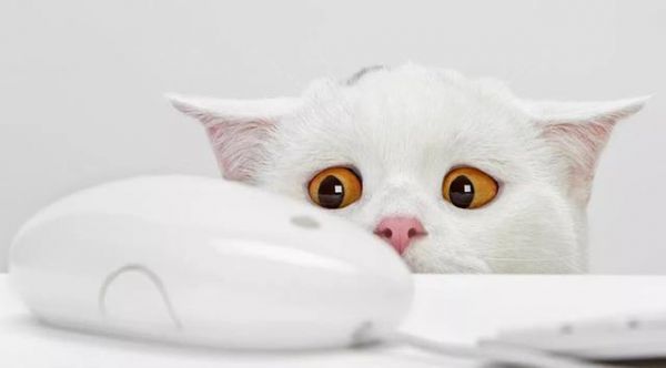 全世界养猫最多的前十个国家，中国居然才排第二？