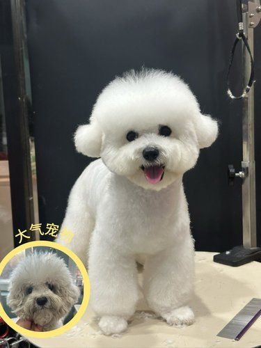 小比熊的梦中情造型