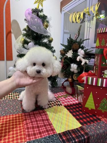 宠物也要美美哒