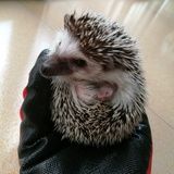 卡德尼斯