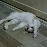 猫小咪