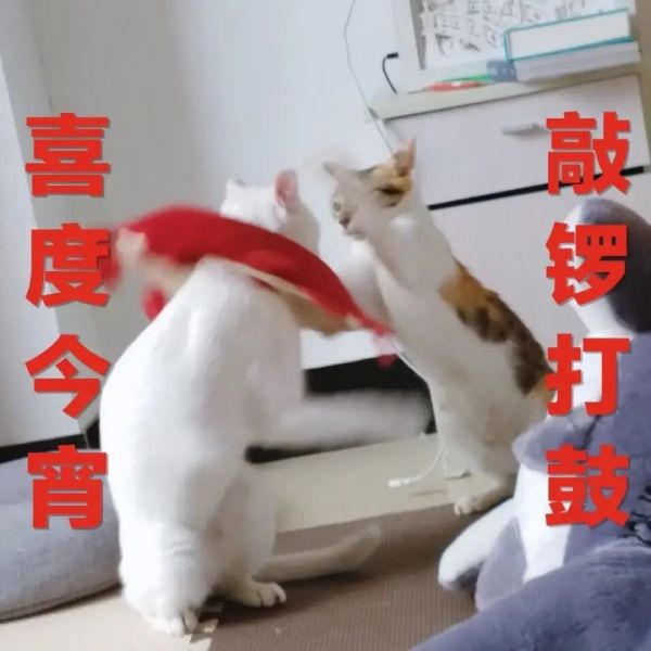 铲屎官福利来袭!广州公交喵车开通,春运猫咪带回家!