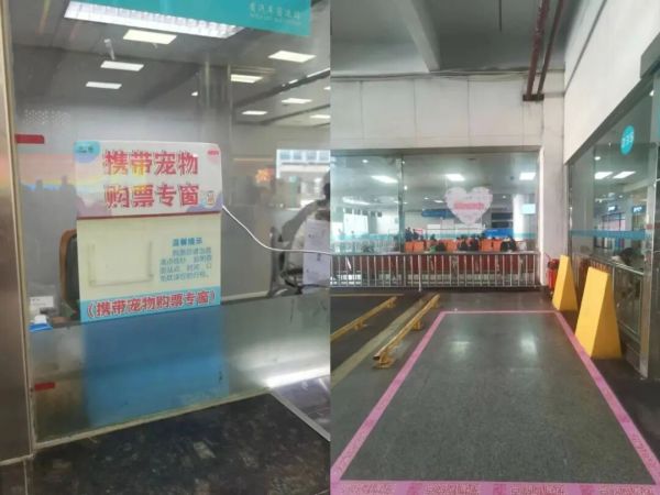 铲屎官福利来袭!广州公交喵车开通,春运猫咪带回家!