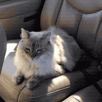 铲屎官福利来袭!广州公交喵车开通,春运猫咪带回家!