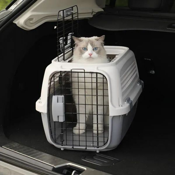 铲屎官福利来袭!广州公交喵车开通,春运猫咪带回家!