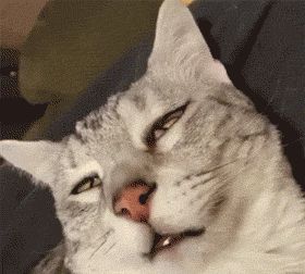 铲屎官福利来袭!广州公交喵车开通,春运猫咪带回家!