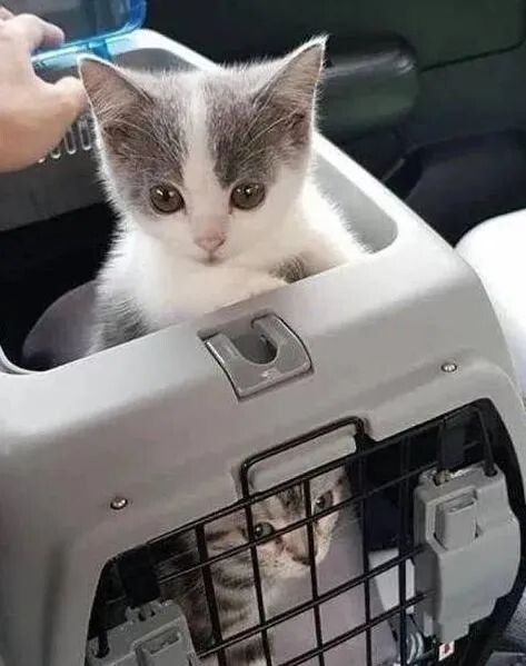 铲屎官福利来袭!广州公交喵车开通,春运猫咪带回家!