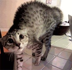 铲屎官福利来袭!广州公交喵车开通,春运猫咪带回家!