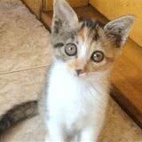 怎么避免养猫扰民?