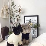 安