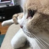 婳