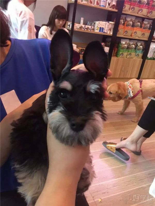 狗狗的立耳手术