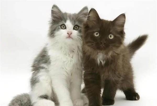 猫咪的名字大全,好听不俗的宠物名字猫咪图4
