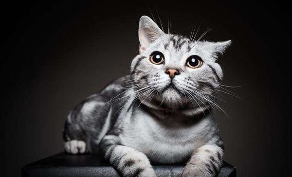 猫咪的名字大全,好听不俗的宠物名字猫咪图1