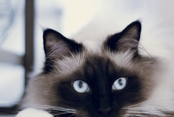 猫咪的名字大全,好听不俗的宠物名字猫咪图2