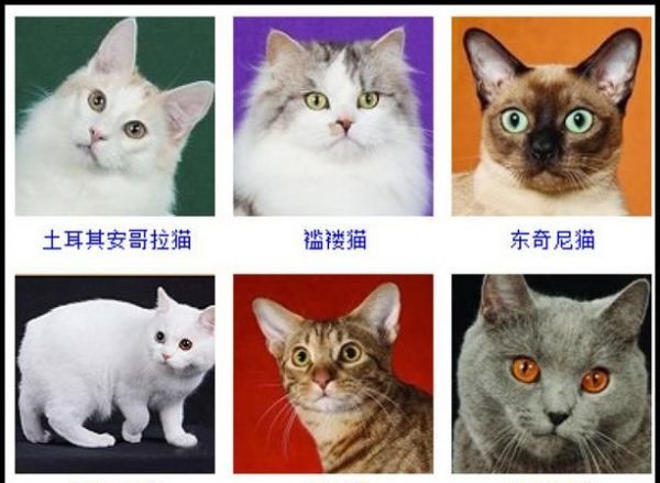 猫咪的名字大全,好听不俗的宠物名字猫咪图5