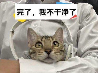 24h动物医院，momo绝育记