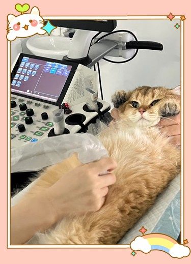 啊啊啊……咪咪被硬控了