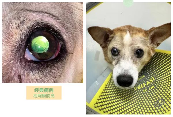瑞派宠物医生 | 培育眼科先锋,守护萌宠“视”界