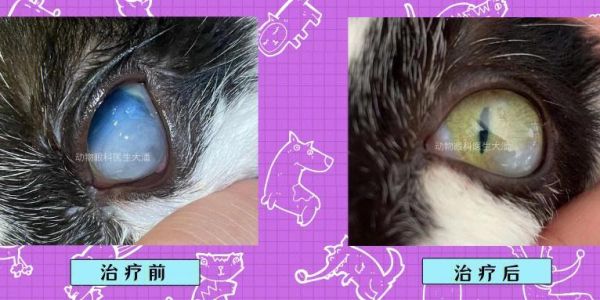 眼科病例数万医生迭代宠物(角膜眼科病例宠物医生) 热文快讯