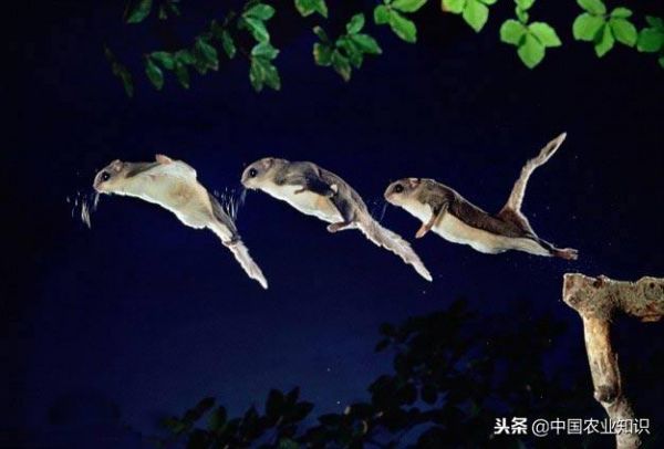 日本飞鼠怎么养活的,飞鼠介绍和饲养技术