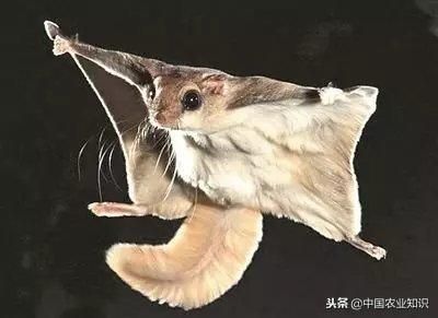 日本飞鼠怎么养活的,飞鼠介绍和饲养技术