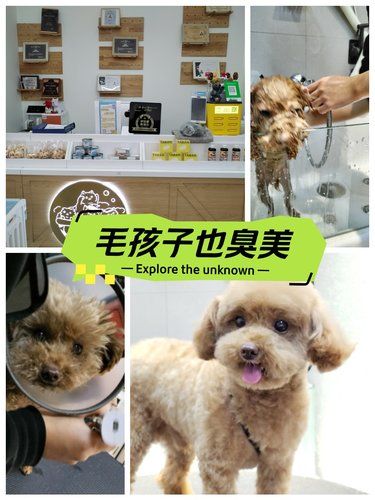 宠物美容小心得