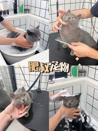 在汕头！50就能把宝贝猫咪洗香香！！