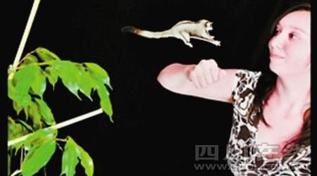 小鼠能飞行