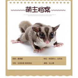 澳洲蜜袋鼯宝宝白脸蜜袋鼯活体宠物小飞鼠幼崽蜜袋鼬活物定金