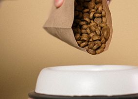 成人高考本科能考研吗 成人高考本科能考研吗