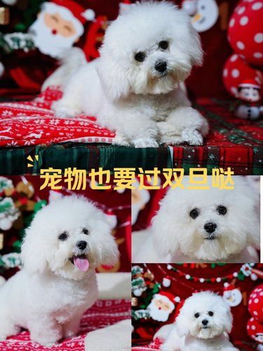 冬日狗狗的圣诞style，美美过双旦啦