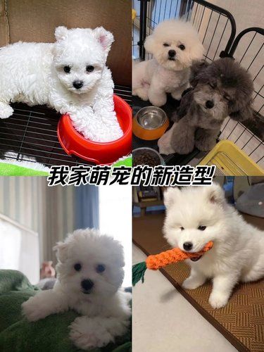 宠物狗狗的日常萌