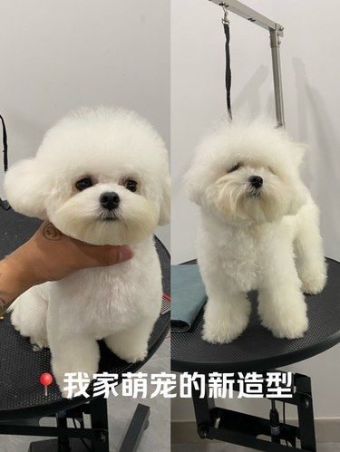 在常州！找到一家价格合理技术好的宠物店