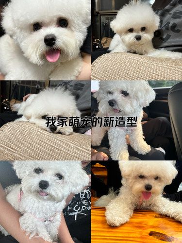 洗澡快乐狗狗