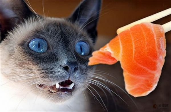 宠物猫可以吃肉吗 吃猪瘦肉好不好