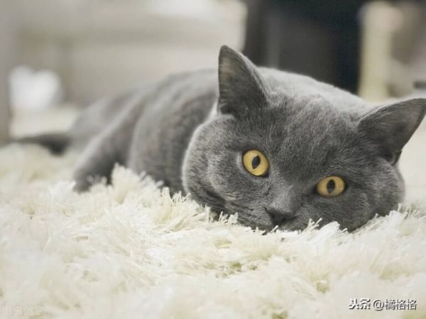 猫嘴里总带着臭味,你知道是什么引起的吗?如何防治猫的口臭问题