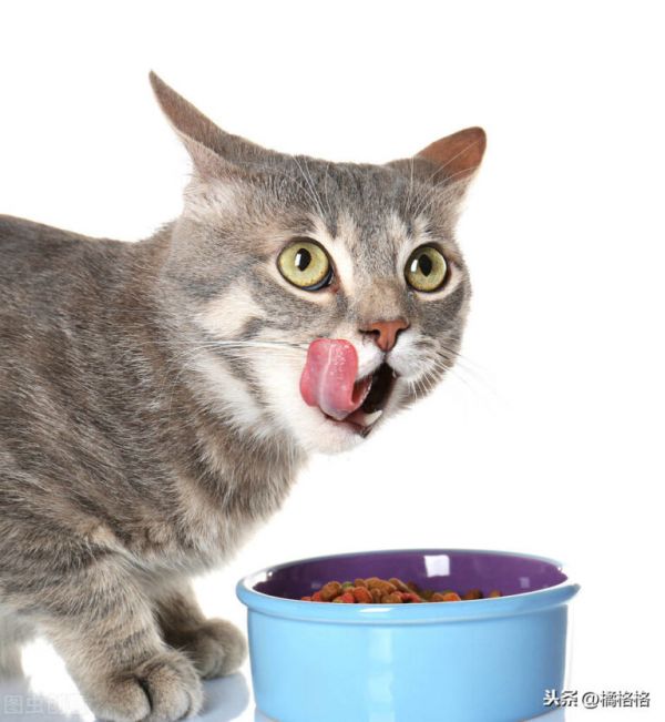 猫嘴里总带着臭味,你知道是什么引起的吗?如何防治猫的口臭问题