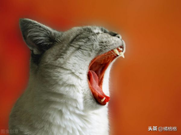 猫嘴里总带着臭味,你知道是什么引起的吗?如何防治猫的口臭问题