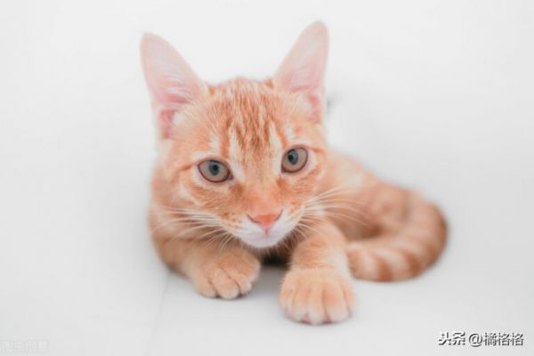 猫嘴里总带着臭味,你知道是什么引起的吗?如何防治猫的口臭问题