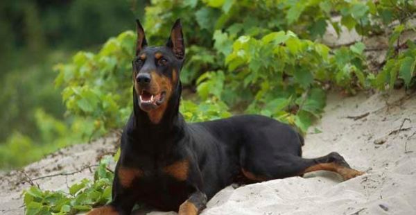 以杜宾犬能长多大（探秘杜宾犬生长的秘密，了解宠物生命的规律）