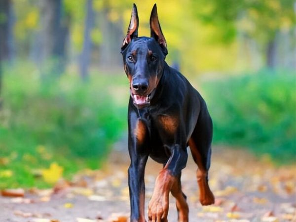 杜宾犬价格多少钱一条？挑选杜宾是不是纯种的5种方法？