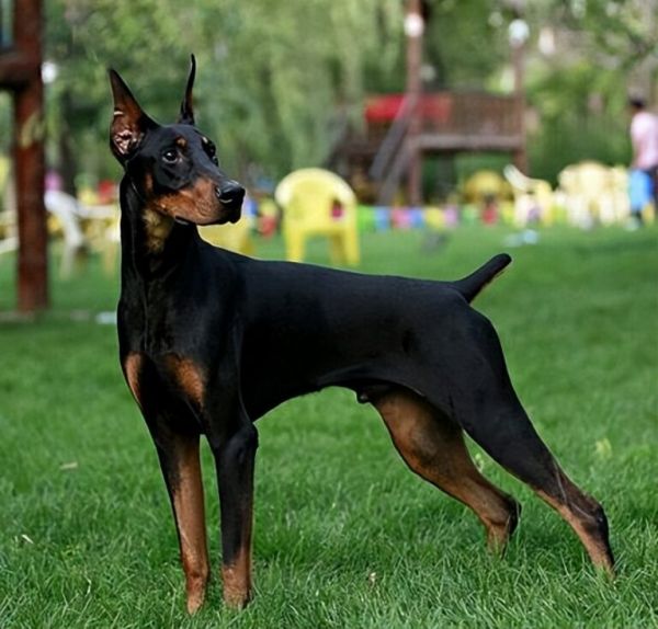 杜宾犬价格多少钱一条？挑选杜宾是不是纯种的5种方法？
