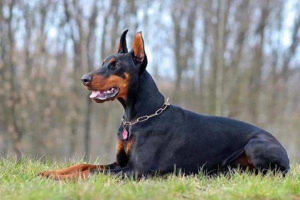 德国笃宾犬，杜宾犬？