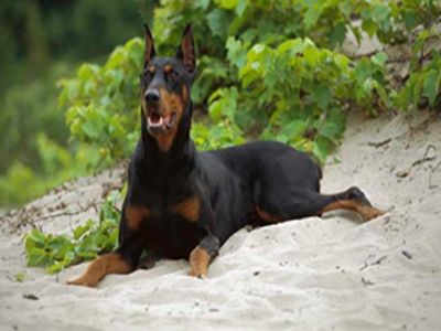 什么是杜宾犬