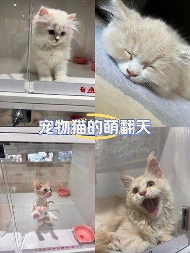 家有新成员，快来看看